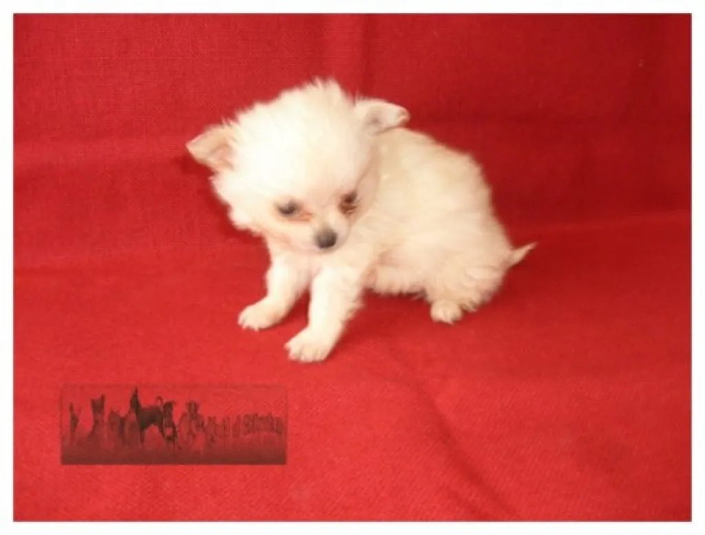 Chihuahuawelpen von Hobbyzüchter
