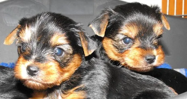 Yorkshire Terrier Welpen (VDH Papiere)