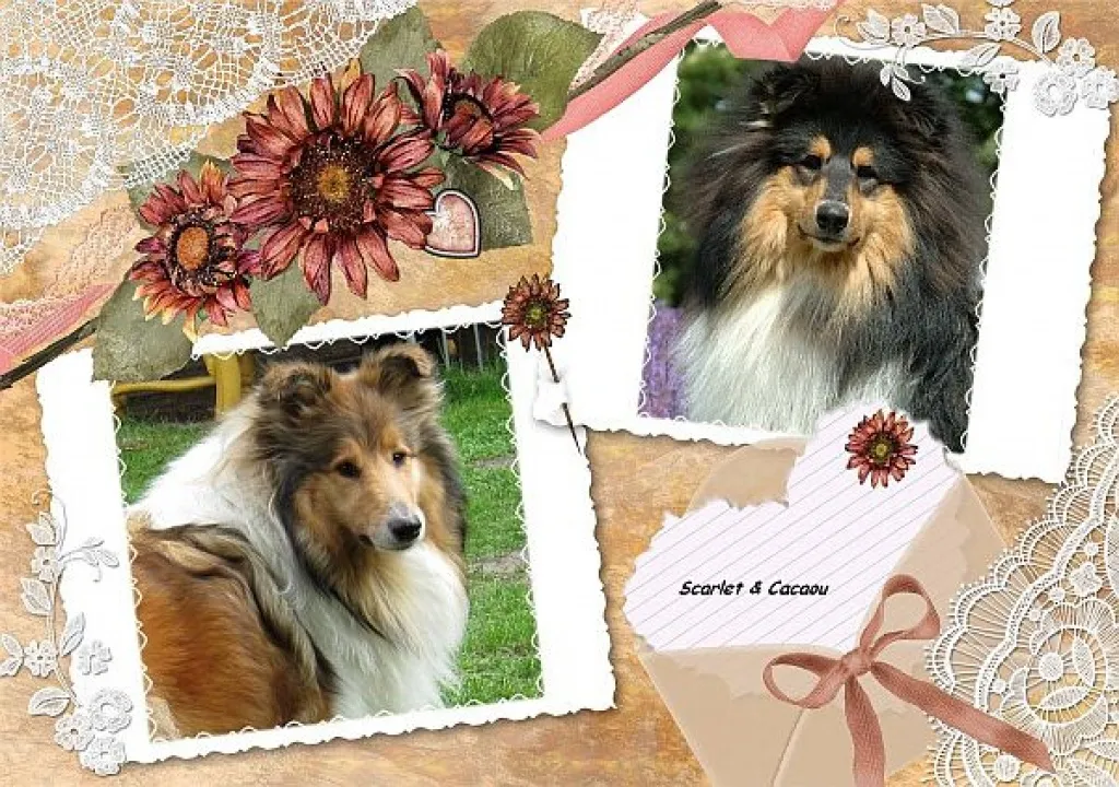 Wir erwarten Colliewelpen ( VDH / CfbrH ) in darksable und / oder tricolour
