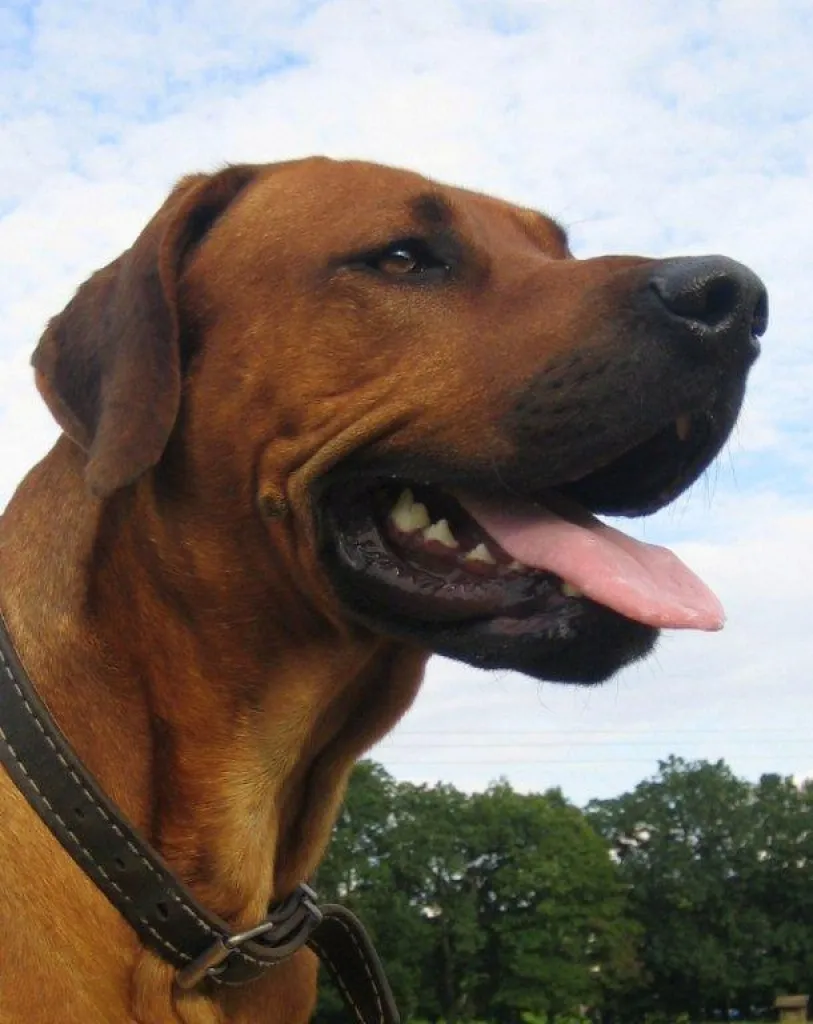 Rhodesian Ridgeback Deckrüde