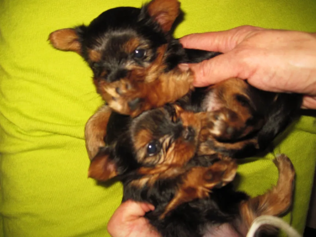 2 kl. gesunde YorkshireTerrier*Zuckerschnuten*CERA & CHARLY