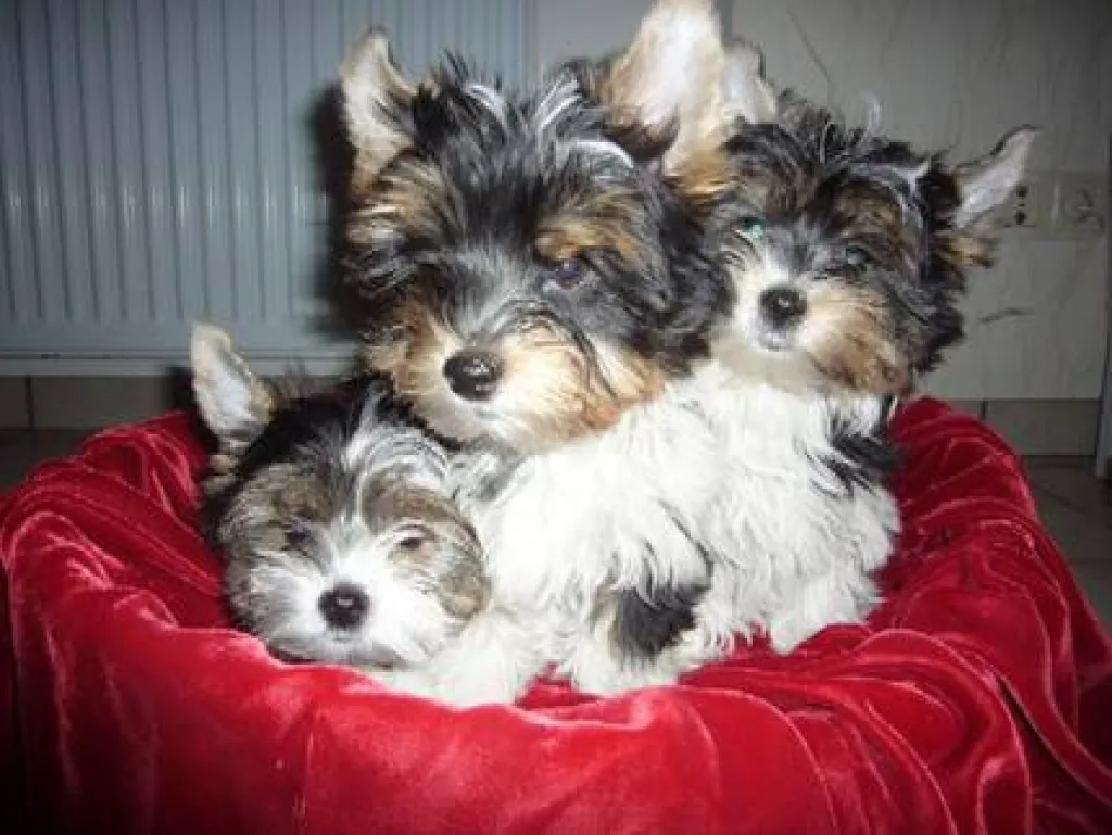 Wunder Schoene Biewer Yorkshire Terrier zu verkaufen