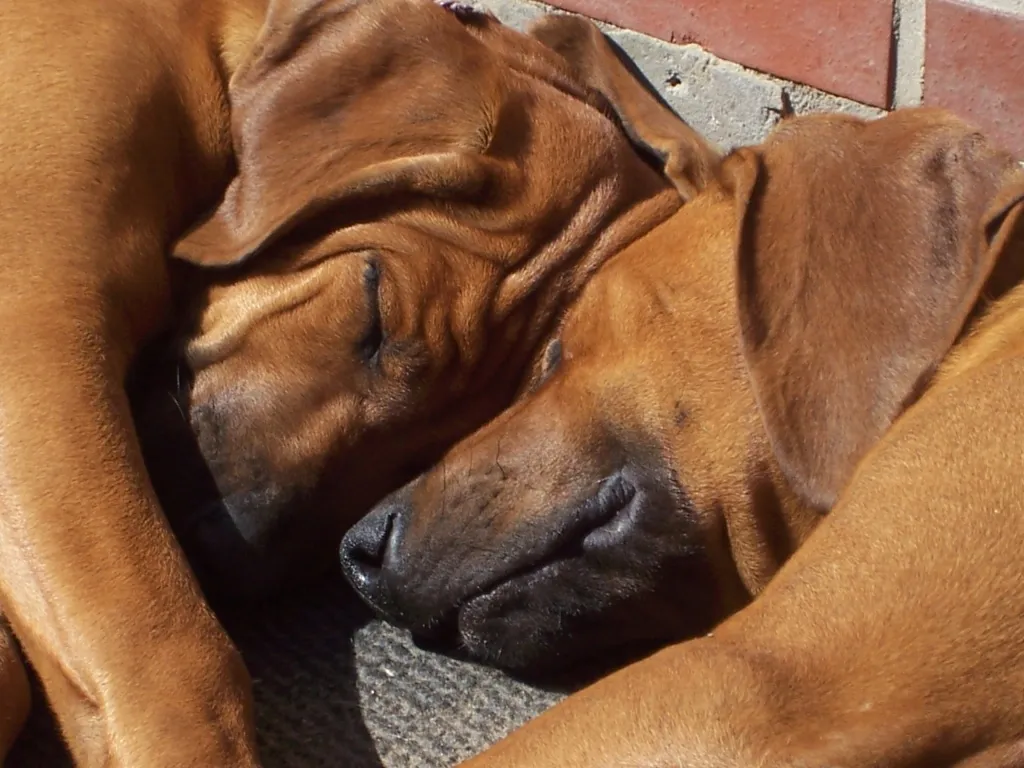 Rhodesian Ridgeback Welpen    Wurferwartung Anfang März