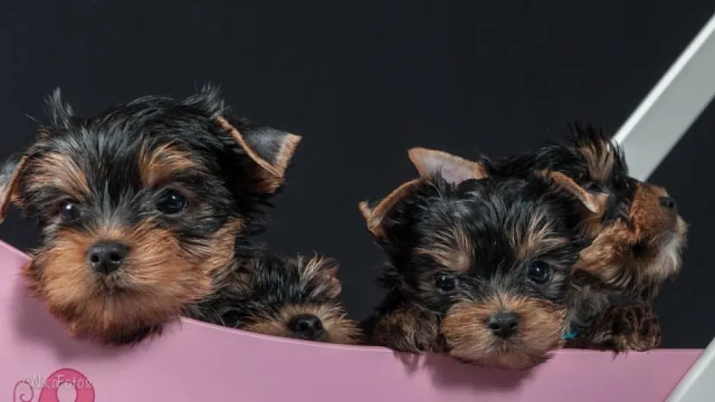 Yorkshire Terrier Welpen aus seriöser Zucht