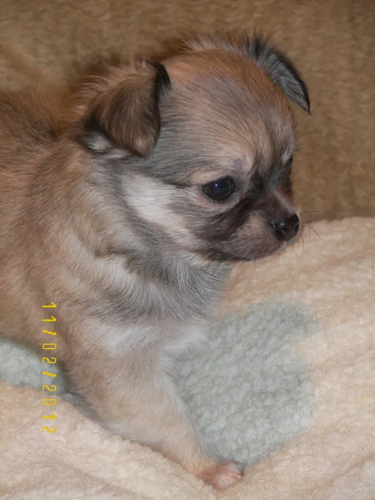 REINRASSIGE,WUNDERSCHÖNE, CHIHUAHUAWELPEN/LANGHAAR