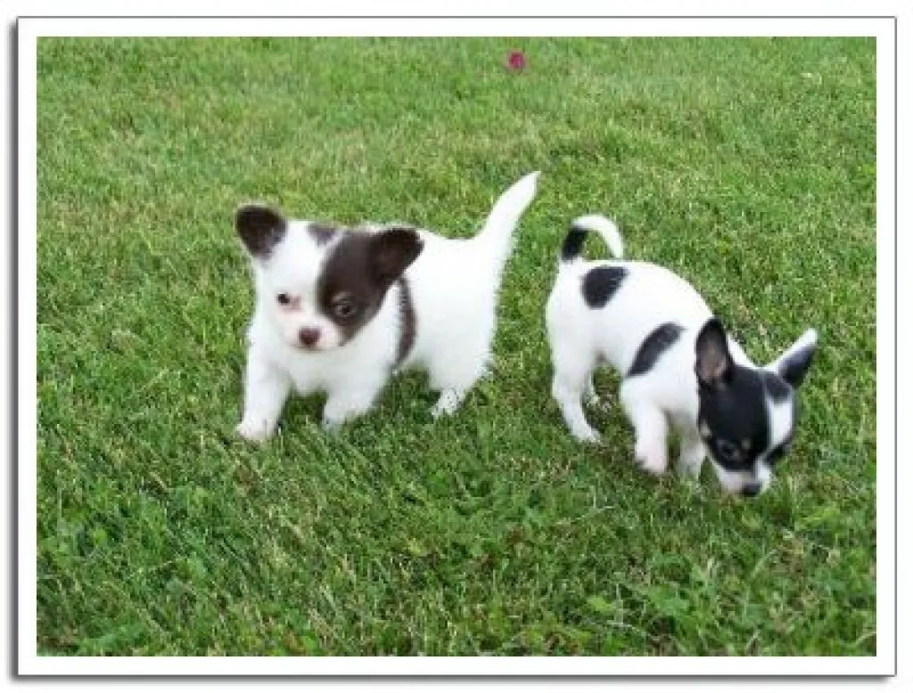 Chihuahua Welpen mit VDH/FCI Papieren !