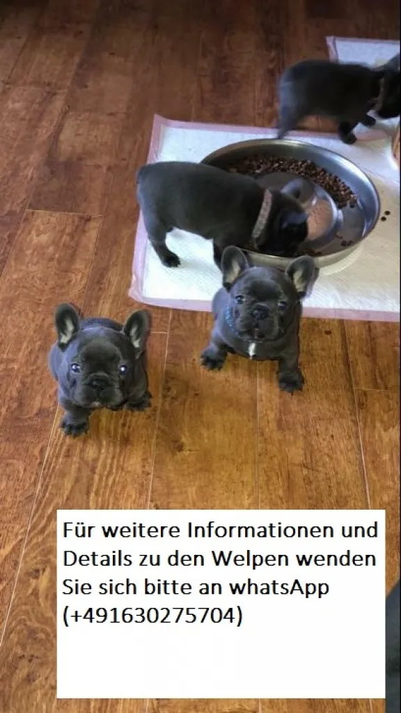 * Französische Bulldogge Welpen in blau mit Papieren *