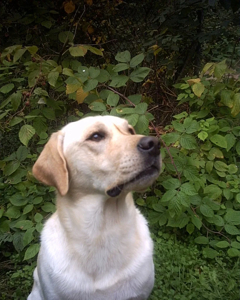 GELBER LABRADOR DECKRÜDE HAT TERMINE FREI!