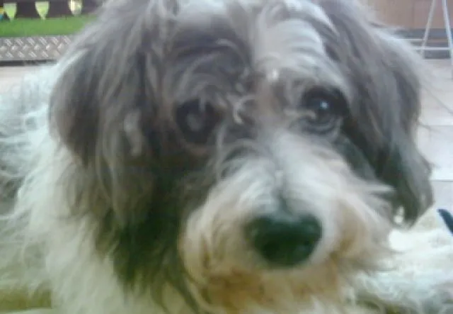 Suche Jack Russel Mix Malteser-Bologneser-Havaneser