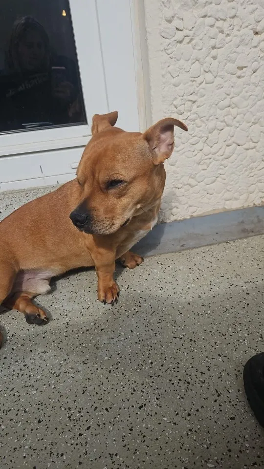 Französiche bulldoge terrier mix
