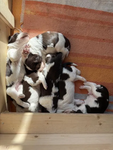 English Springer Spaniel Welpen / Hündinnen zu verkaufen