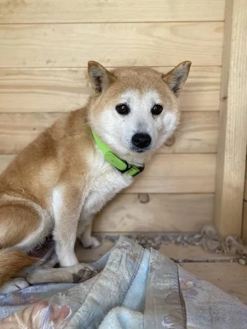 Takumi - schüchtern, neugierig