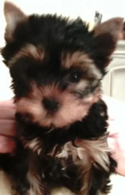 Yorkshire Terrier Hündin ,Welpe, VDH/FCI