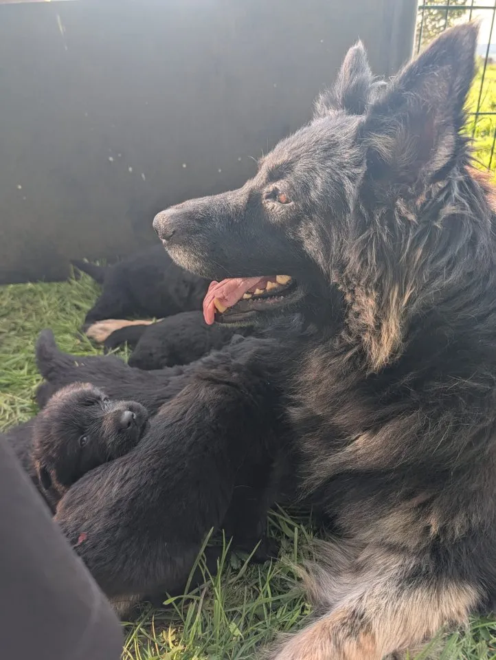 Altdeutsche Schäferhunde Welpen