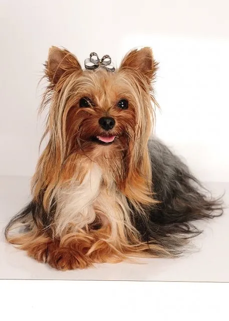 Yorkshire Terrier black & tan mini Deckrüde
