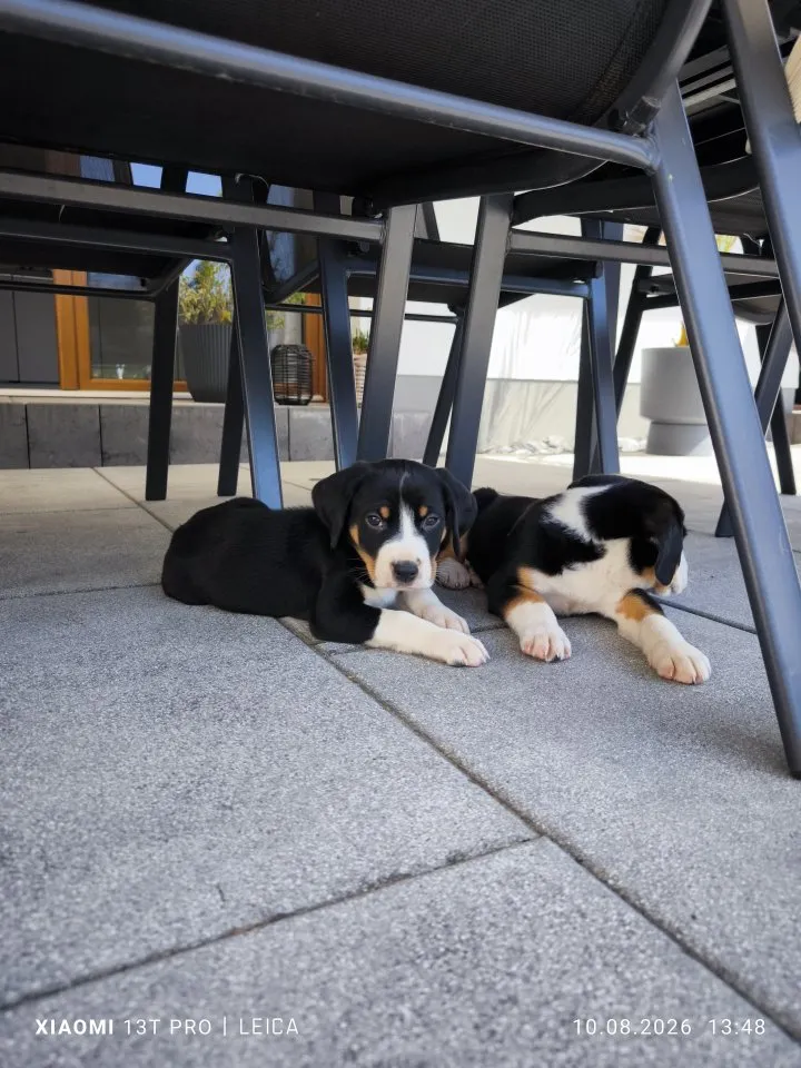 Appenzeller Sennenhund Welpen
