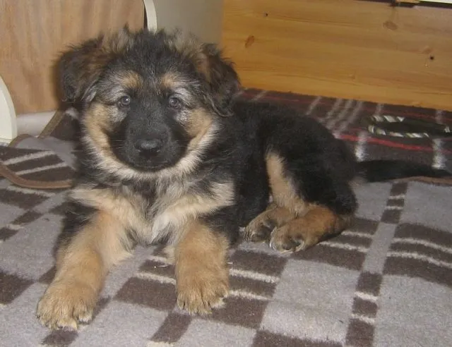 Altdeutsche Schäferhund - Welpen  vom Zehnergrund.
