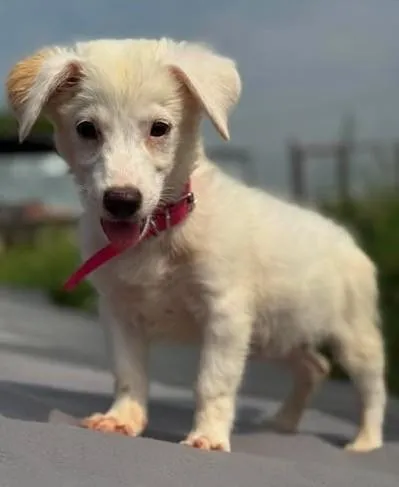 Leyla - Hundekind Leyla sucht liebes Zuhause