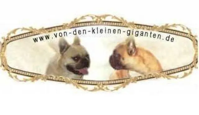 Französische Bulldogge*von den kleinen Giganten*