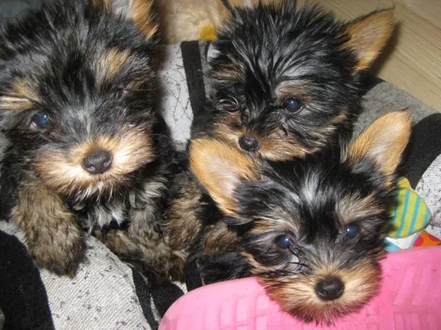 Reinrassige Mini Yorkshire !!!
