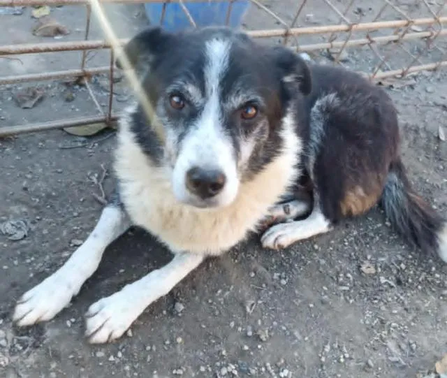 Florica - Wundervoller Hundeopi Floric? sucht dringend neues Zuhause