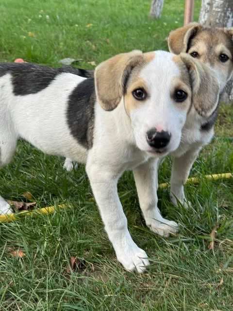 Mariella - Hundekind Mariella hofft auf einen Neustart