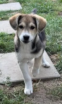 Minga - Hundekind Minga sucht Zuhause