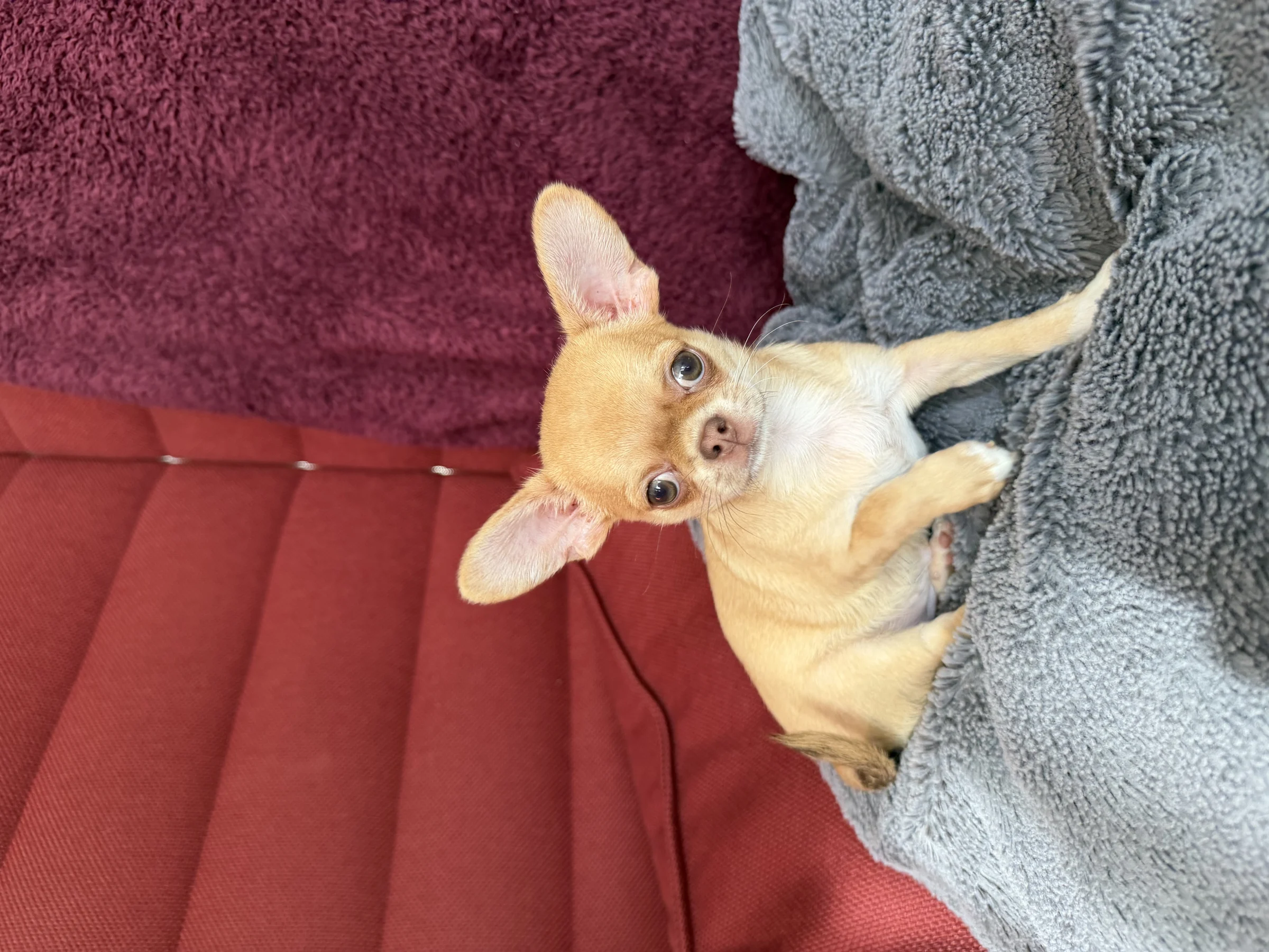 Zuckersüße Chihuahua Welpe