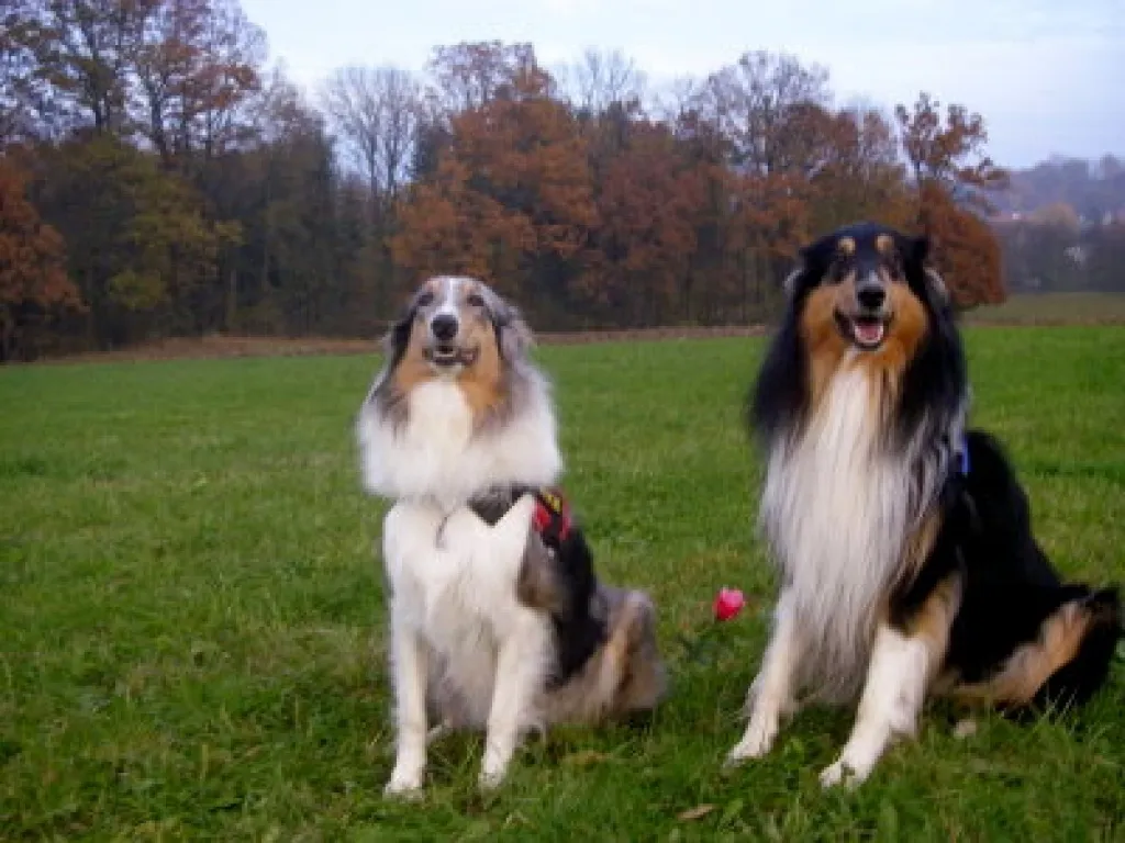 Wir bekommen Collie Welpen !!!!! (Collies of American Stars and Stripes)