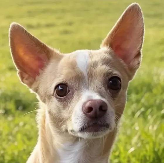 BURRITO - Chihuahua - 5 Jahre und 10 Monate - Tierhilfe-Franken e.V.