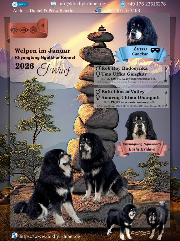 Do Khyi (Tibet Dogge, Tibet Mastiff) Welpen von Khyunglung Ngulkhar