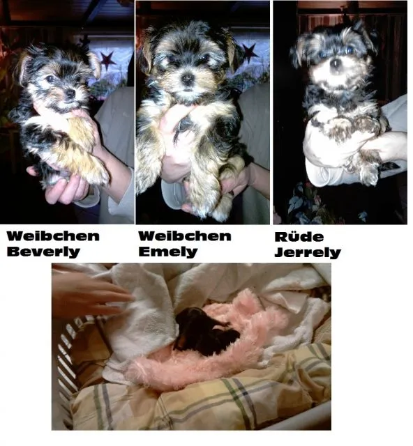 3 kleine Mini yorkshire Chihwawa Mix Welpen