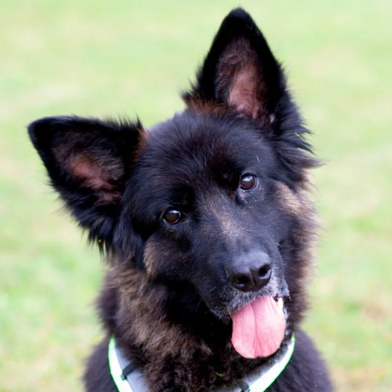 FRANEK -  männlich  7 Jahre  62 cm  46 kg  Altdeutscher Schäferhund  Gechipt  Kastriert