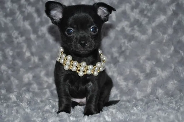 Chihuahua Welpen in Kurzhaar mit Ahentafel