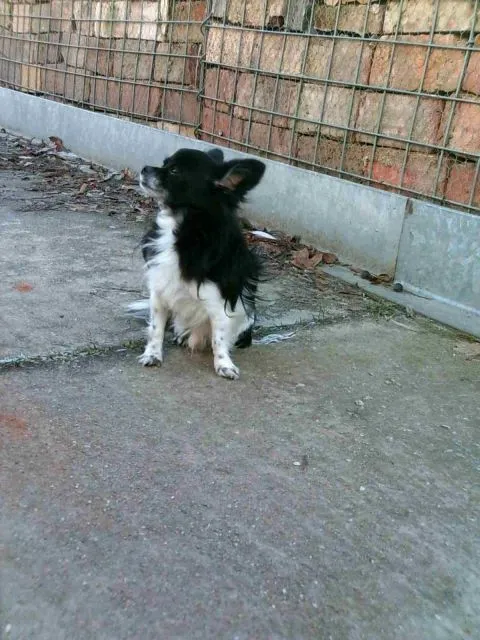 Wundervoller Chihuahuadeckrüde