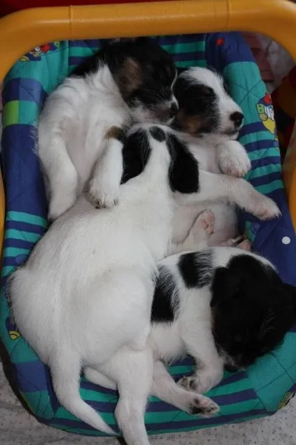 Parson (Jack) Russell Terrier Welpen