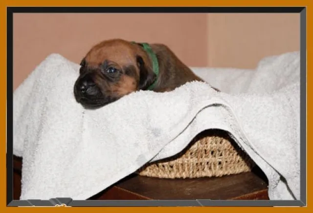 Rhodesian Ridgeback Welpen in der Hedermühle/Salzkotten