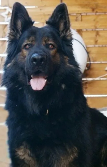 Altdeutsche Schäferhundwelpen vom Buchholzerwald