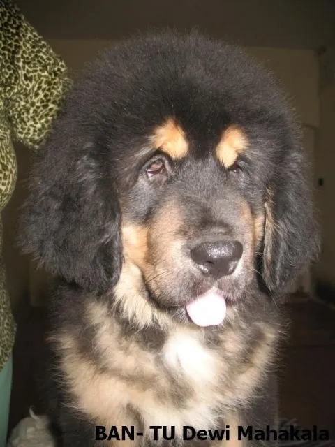 Tibet Mastiff – Welpen (Do Khyi) aus der hervorragenden Zucht DEWI MAHAKAL
