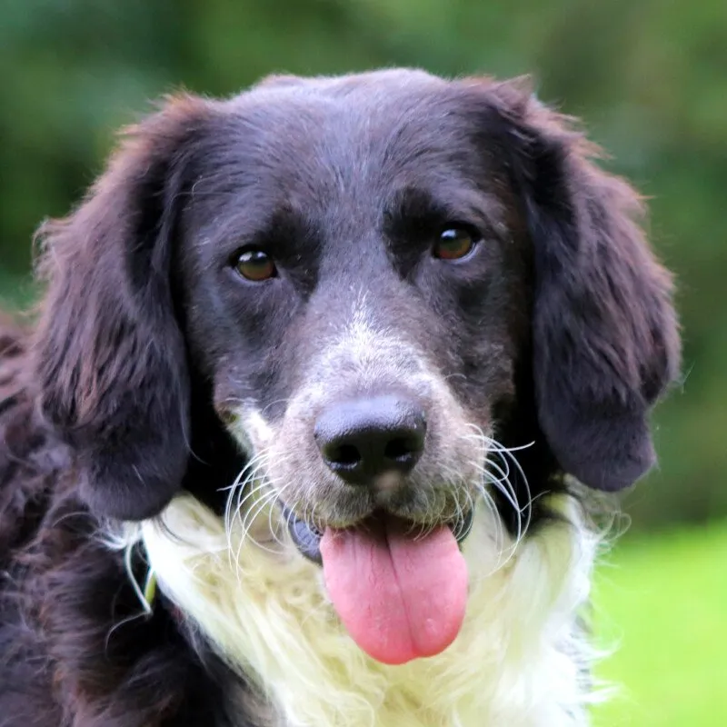 STORMY - männlich  1 Jahr und 8 Monate  51 cm  18 kg  Setter-Münsterländer-Mix  Gechipt  Kastriert