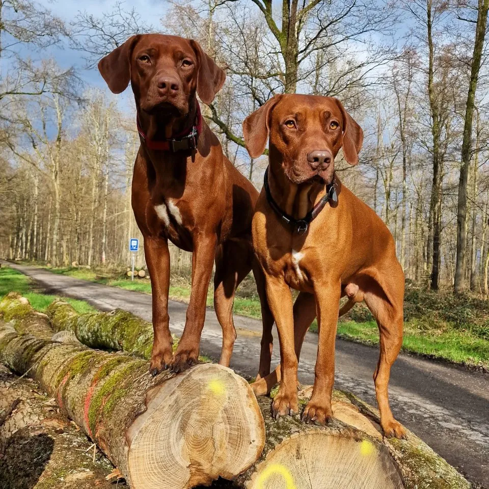 Pigmentstarke Livernose Rhodesian Ridgeback Welpen