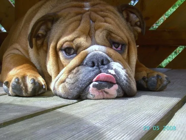 Englische Bulldogge, Zucht in Brandenburg / Cottbus hat Welpen