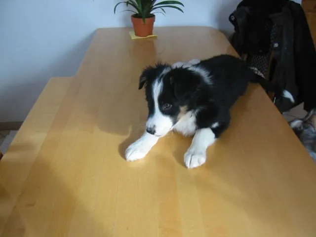 Australian Shepherd Welpen zu verkaufen