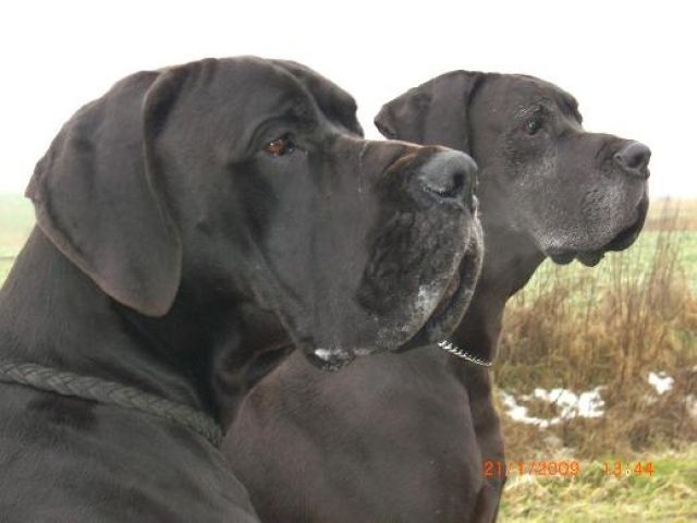 Hunde Kleinanzeigen Hunde Anzeigenmarkt Hunde Marktplatz Hunde Annoncen Hunde Inserate Bei Hunde Kleinanzeigen Net Seite 5